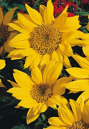 Picture of Helianthus (Sunflower) - Pacino